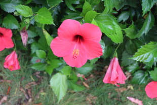 扶桑花
