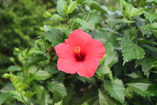 扶桑花