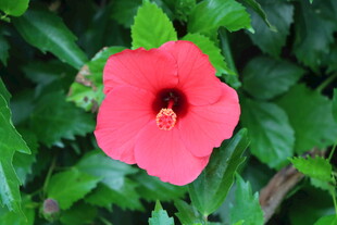 扶桑花