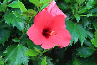 扶桑花