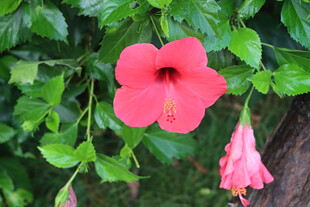扶桑花
