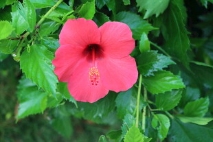 扶桑花