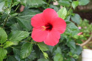 扶桑花