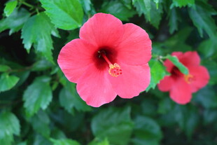 扶桑花
