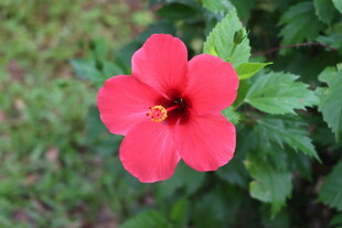 扶桑花