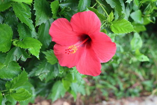 扶桑花