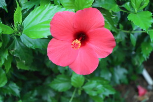 扶桑花