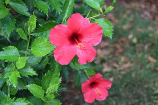 扶桑花