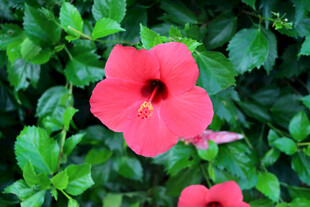 扶桑花
