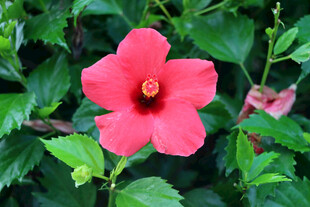 扶桑花