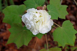 白色木芙蓉花