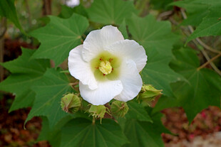 白色木芙蓉花