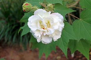 白色木芙蓉花