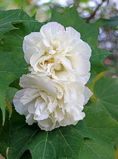 白色木芙蓉花