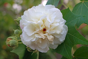 白色木芙蓉花