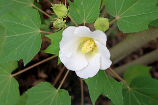 白色木芙蓉花