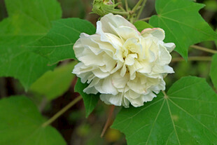 白色木芙蓉花