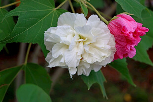 白色木芙蓉花