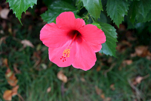 扶桑花