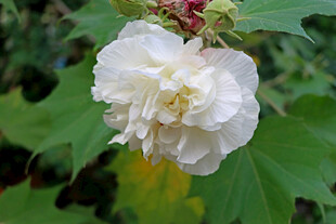 白色木芙蓉花