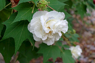 白色木芙蓉花
