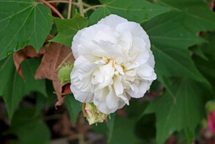 白色木芙蓉花