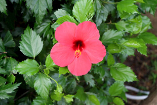 扶桑花