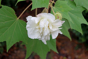 白色木芙蓉花