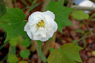 白色木芙蓉花