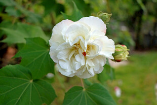 白色木芙蓉花