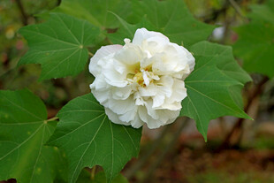 白色木芙蓉花