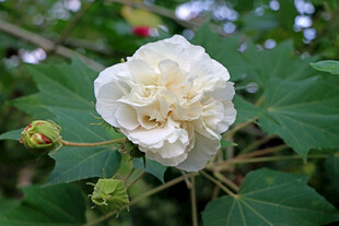 白色木芙蓉花
