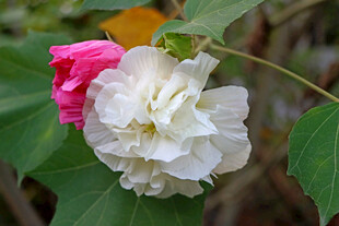 白色木芙蓉花