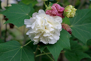 白色木芙蓉花