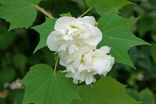 白色木芙蓉花