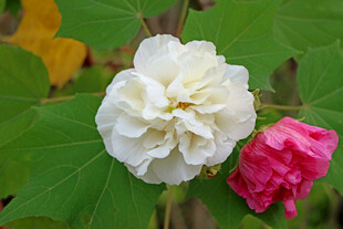 白色木芙蓉花