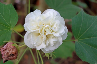 白色木芙蓉花