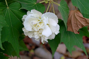 白色木芙蓉花