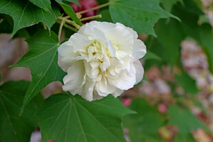 白色木芙蓉花