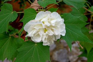 白色木芙蓉花