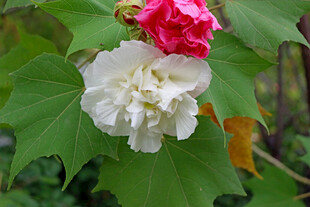 白色木芙蓉花