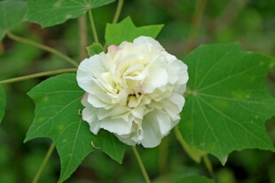 白色木芙蓉花