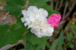 白色木芙蓉花