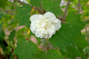 白色木芙蓉花