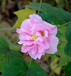 粉色木芙蓉花