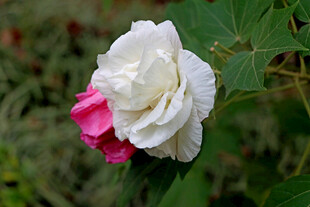 白色木芙蓉花