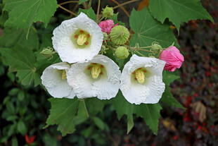 白色木芙蓉花