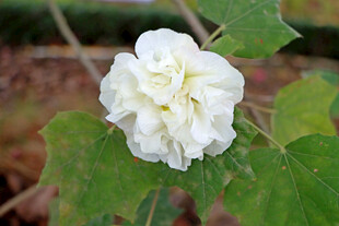 白色木芙蓉花