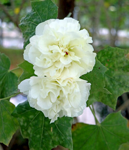 白色木芙蓉花