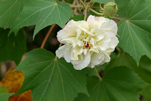 白色木芙蓉花